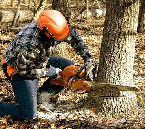 Tree Removal in Dixie, WV